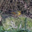 Léiothrix jaune dans le Gers